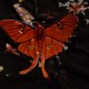 Luna Moth ćma księżycowa skórzana spinka do włosów z bursztynem - obrazek 5
